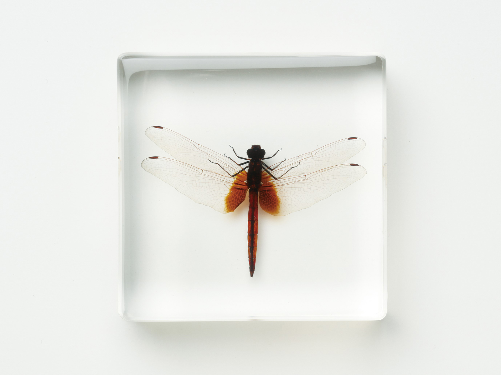 プラ封入昆虫標本 A