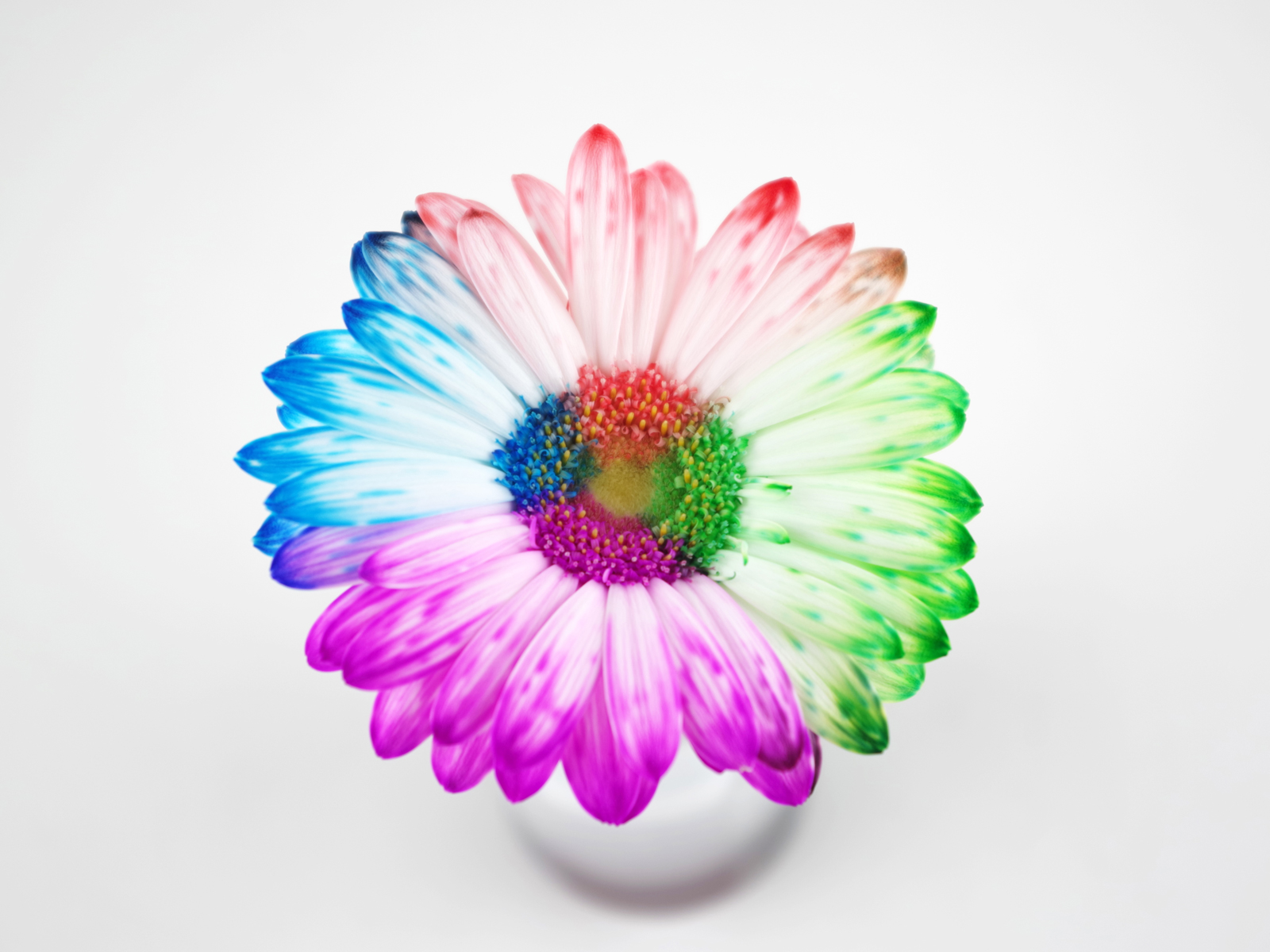 レインボーフラワーメーカー（2個）