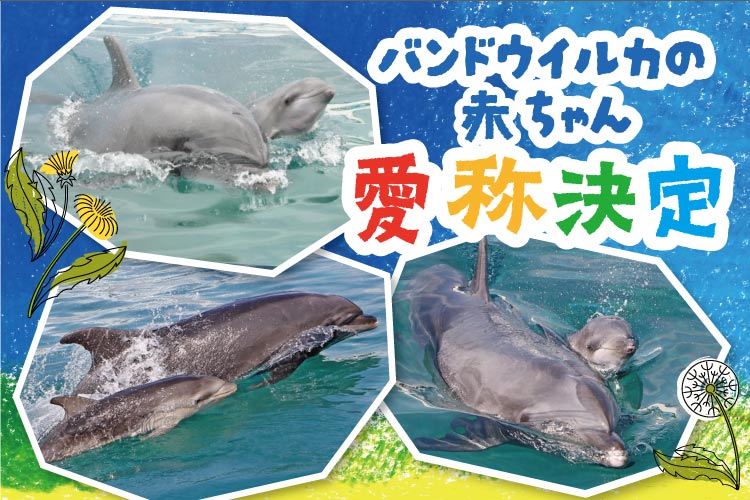 バンドウイルカの赤ちゃんたちの愛称決定｜横浜・八景島シーパラダイス