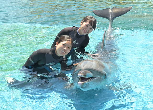 イルカとおよごう｜横浜・八景島シーパラダイス - YOKOHAMA HAKKEIJIMA