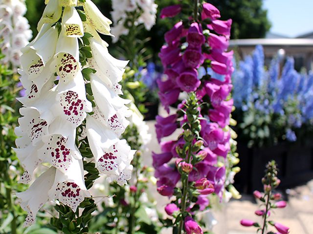 公園だより｜草津市立 水生植物公園みずの森