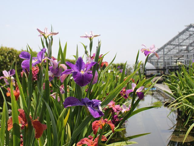 公園だより｜草津市立 水生植物公園みずの森