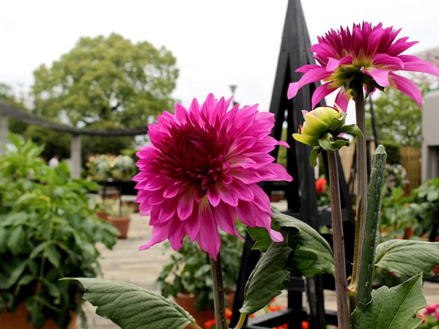 公園だより｜草津市立 水生植物公園みずの森