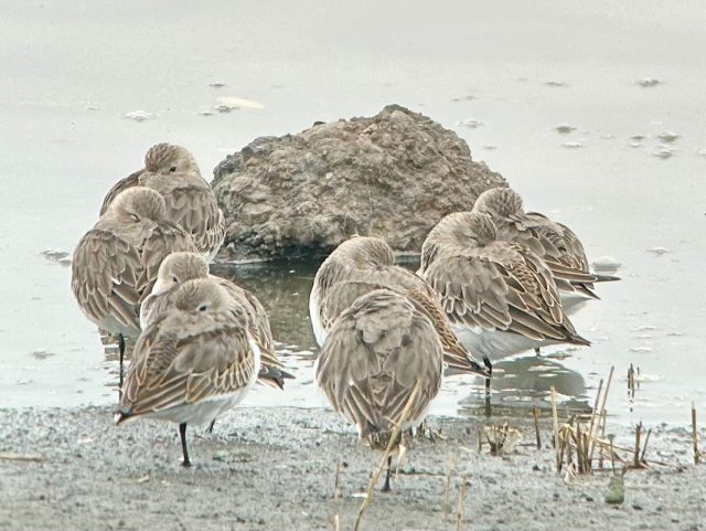 谷津干潟ブログ｜習志野市 谷津干潟自然観察センター