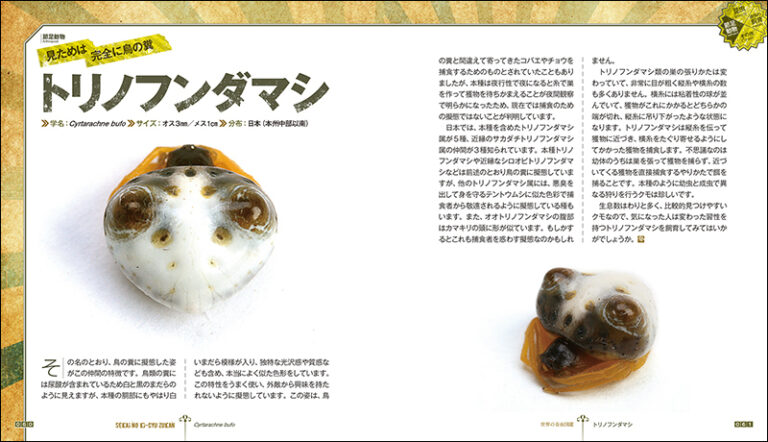 世界の奇虫図鑑 | 株式会社誠文堂新光社