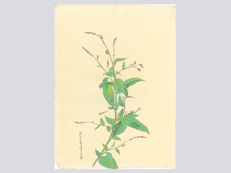 花を描く 堅山南風素描集｜青幻舎 SEIGENSHA Art Publishing, Inc.