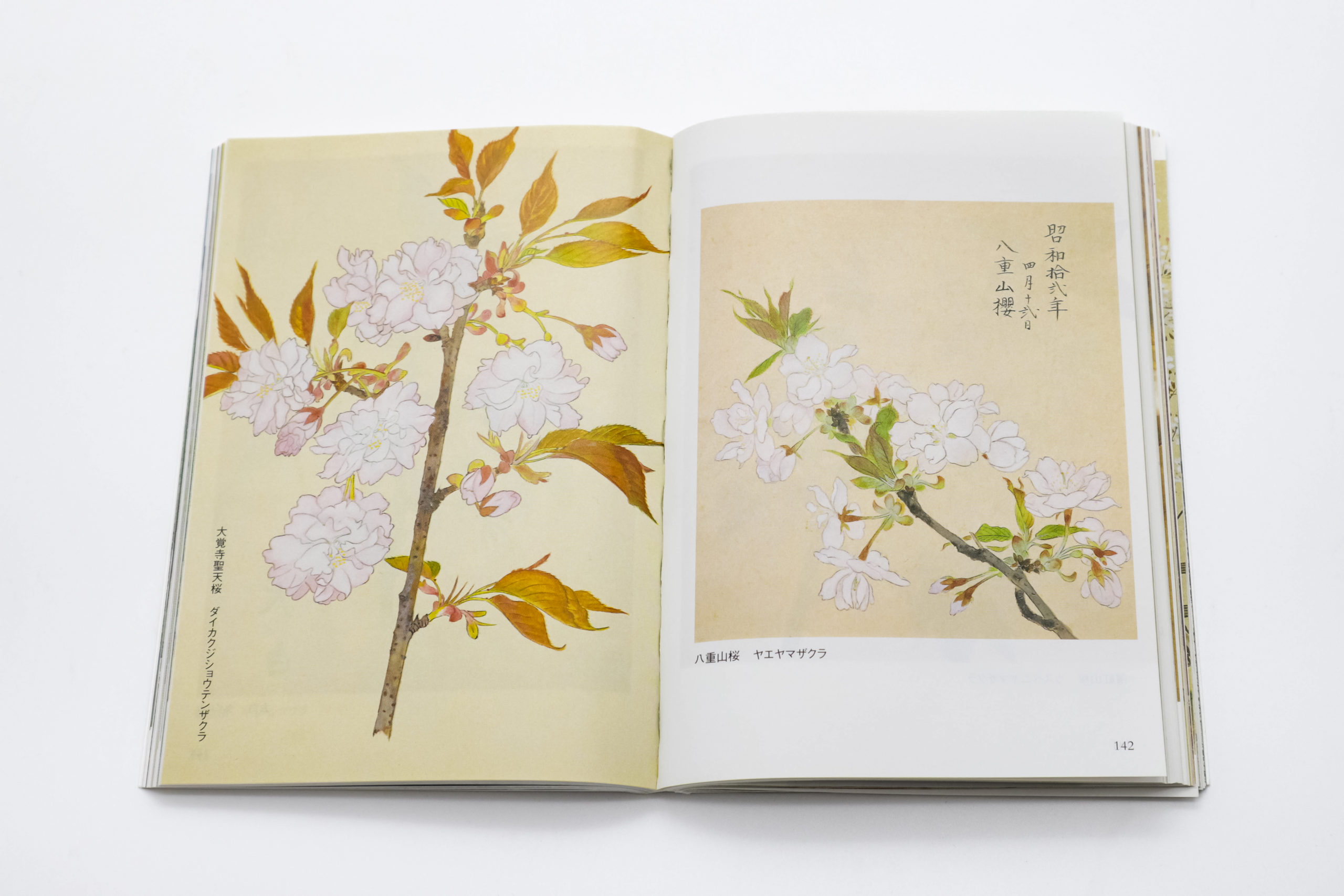 桜さくら｜青幻舎 SEIGENSHA Art Publishing, Inc.