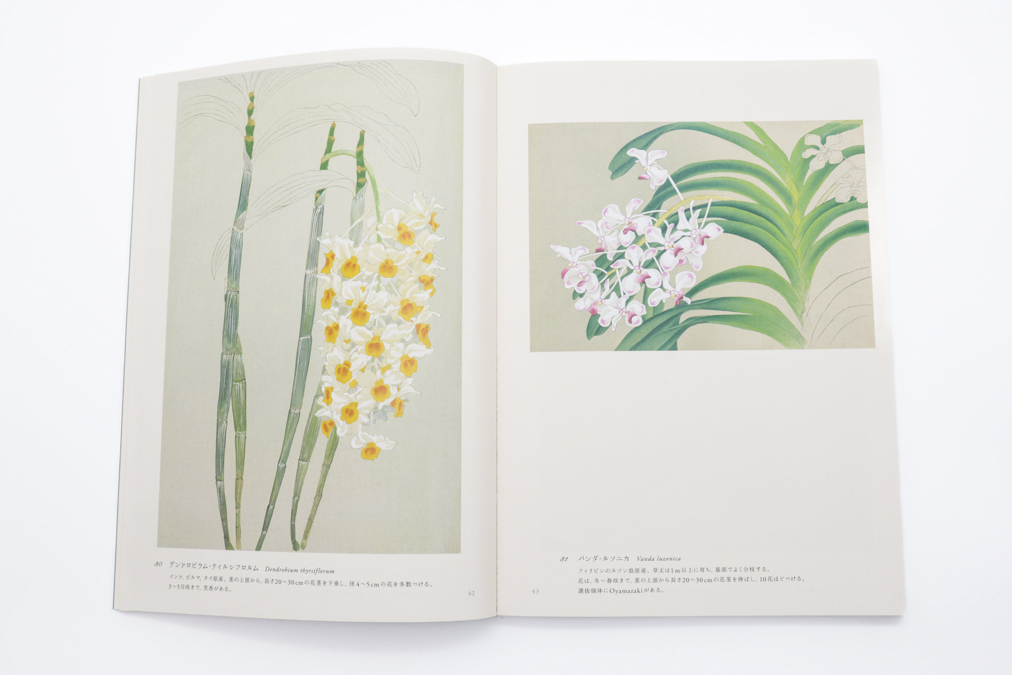 蘭花譜 京都・大山崎山荘 主の愛した蘭｜青幻舎 SEIGENSHA Art