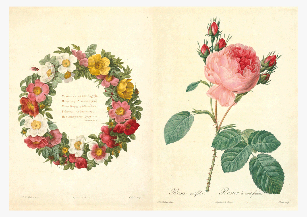 ルドゥーテ展 | 青幻舎プロモーション