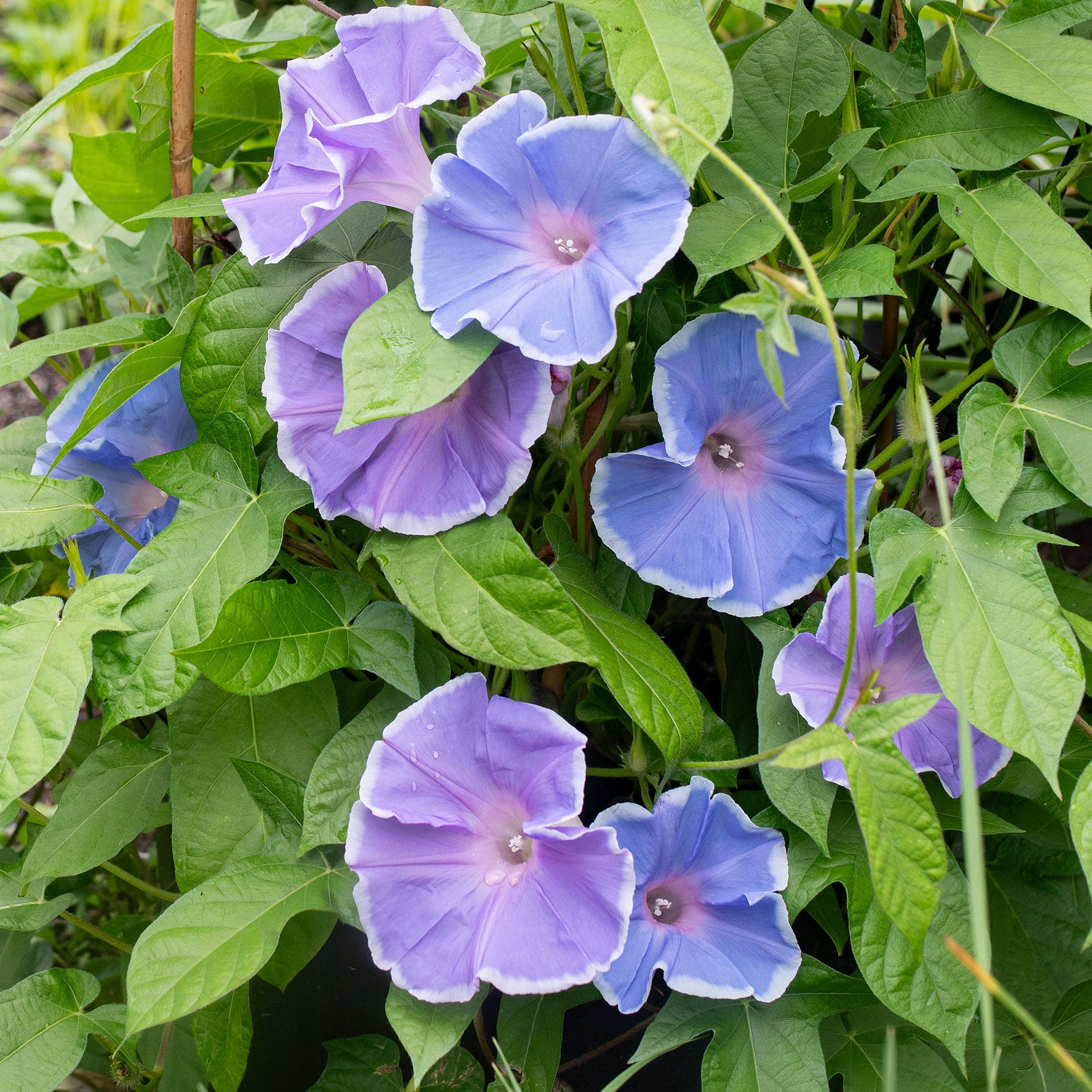 Morning Glory 'Morning Call Blue & White Picotee' seeds