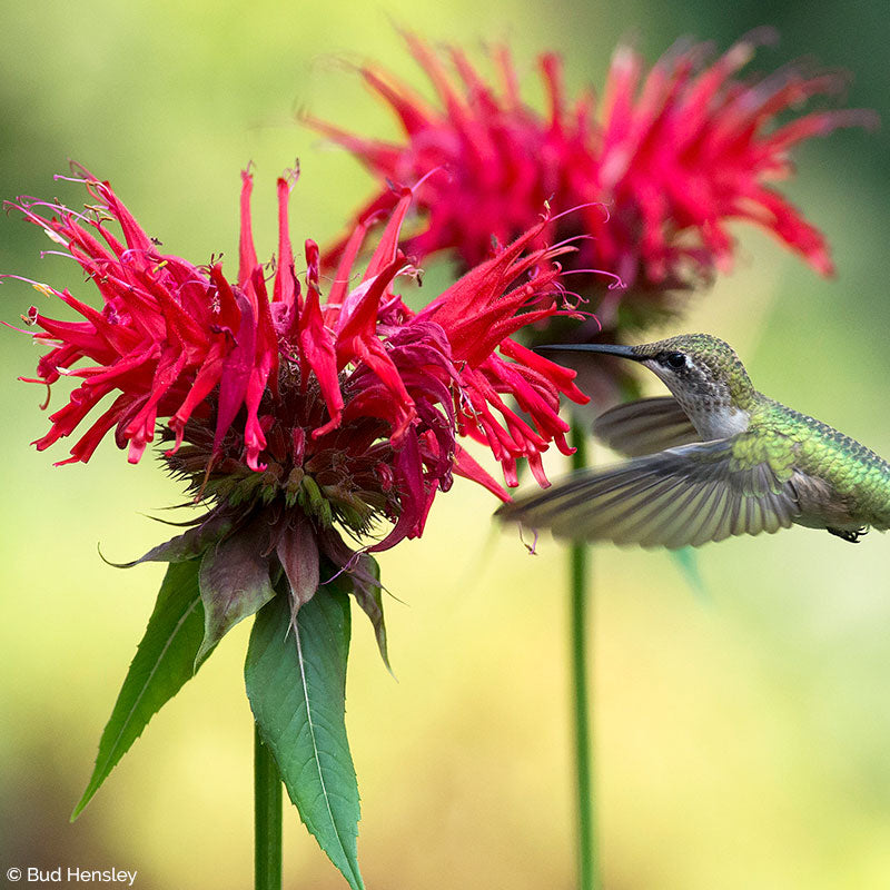 Bee Balm 'Jacob Cline' plants - Monarda didyma