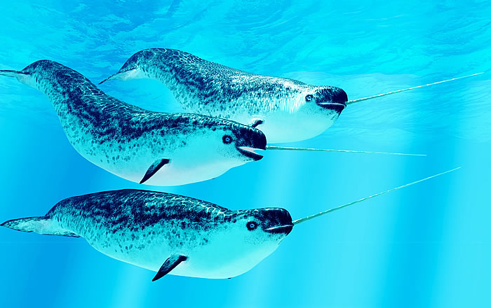 種類によって特徴は様々？ハクジラの歯 | 札幌駅北口すぐの歯医者