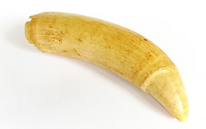 種類によって特徴は様々？ハクジラの歯 | 札幌駅北口すぐの歯医者