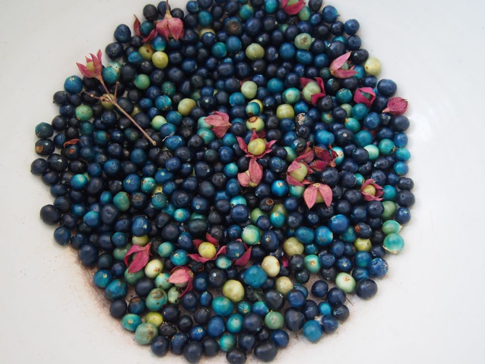 クサギの実 - Shukuko Quilt - シュクコキルト