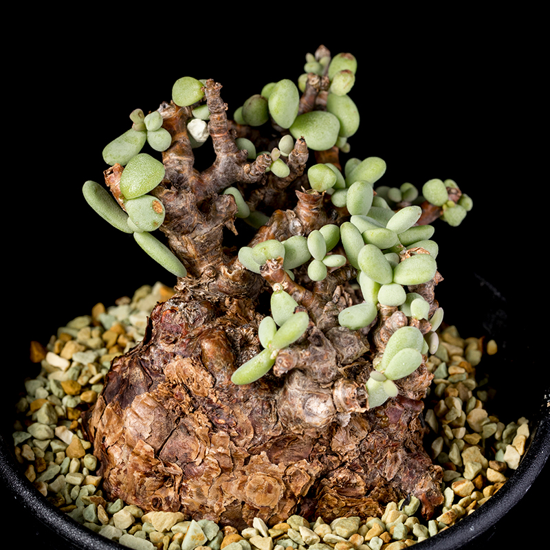 ケラリア・ピグマエアの基本情報・育て方｜多肉植物・サボテン図鑑