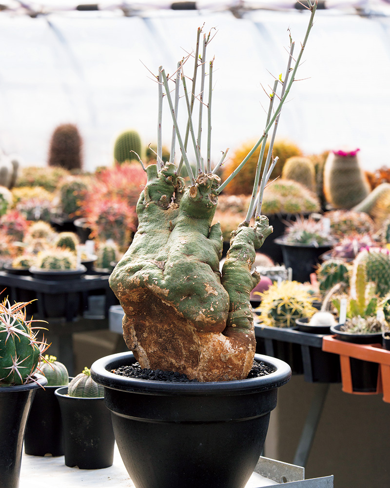 今、熱い植物「コーデックス」｜みんなの趣味の園芸（NHK出版）