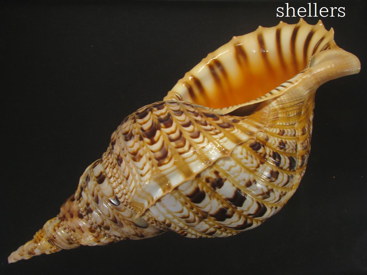 法螺貝 約37㎝ 木製歌口,新品 MH-472 法螺貝 約37㎝ 木製歌口,新品 MH