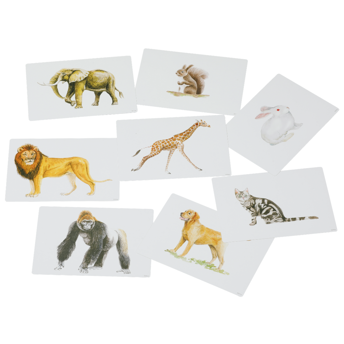 かな絵ちゃん 英語 フラッシュカード A かな絵ちゃんカードA(英語版