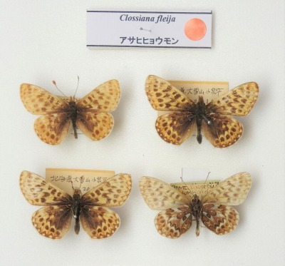 倉敷昆虫館 | 倉敷昆虫館の隠れたチョウのお宝紹介