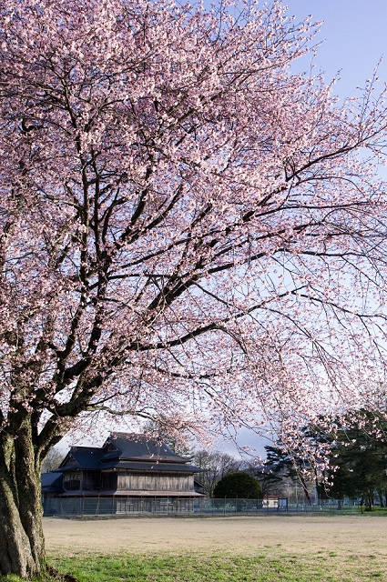 二十間道路桜並木 | 北海道新ひだか町