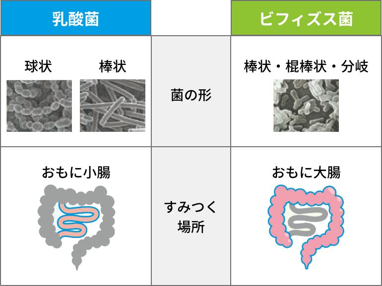 善玉菌のチカラEX【フジッコ公式通販】乳酸菌とビフィズス菌をW配合