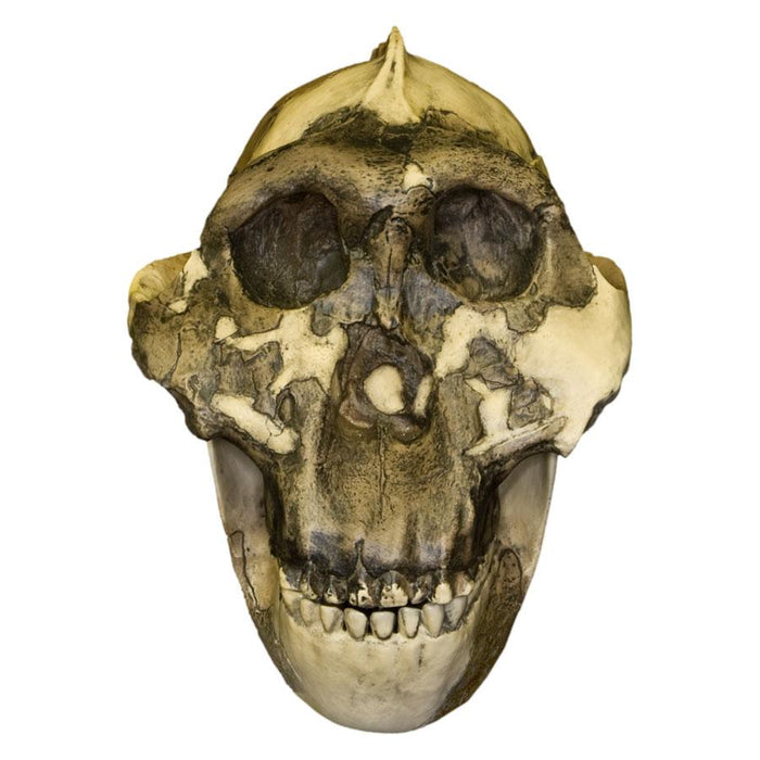 Replica Zinjanthropus OH-5 Skull For Sale — Skulls Unlimited