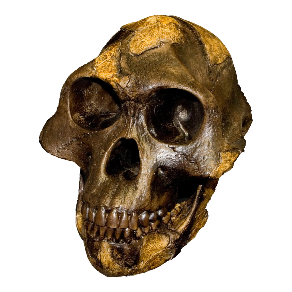 Replica Lucy Skull For Sale — Skulls Unlimited International, Inc.