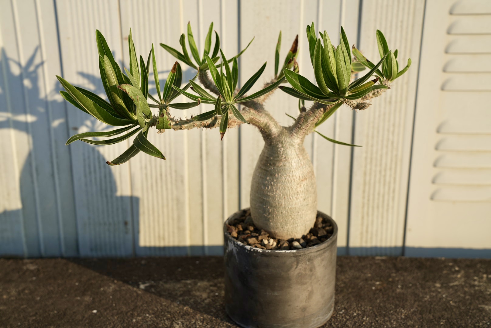 パキポディウム・グラキリス - spicerockgarden