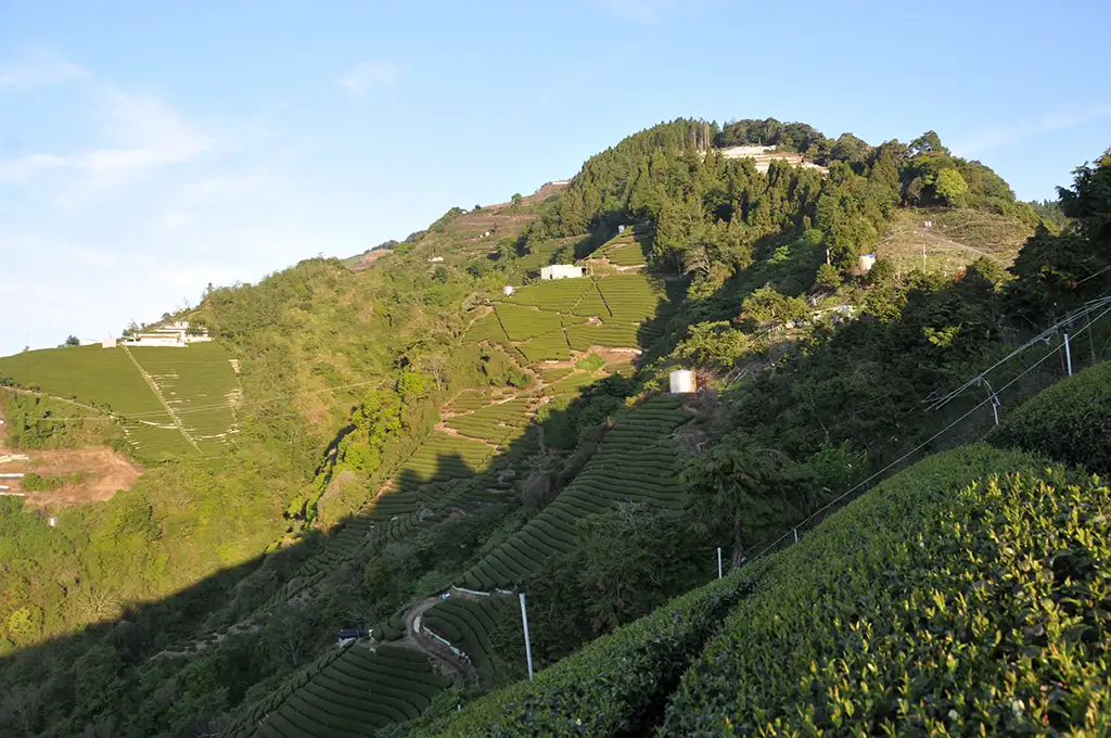 合歡山高冷茶-150克(2024年冬茶) - 廖長興茶業