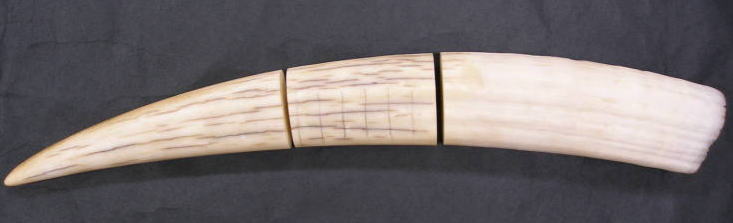 セイウチ牙・マンモス牙・象牙・カバ牙・マッコウ鯨歯・小マッコウ牙