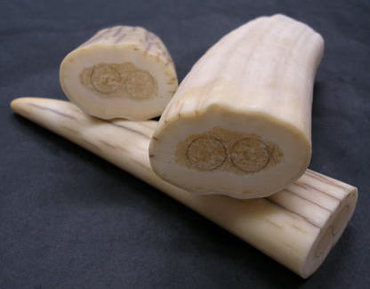 セイウチ牙・マンモス牙・象牙・カバ牙・マッコウ鯨歯・小マッコウ牙