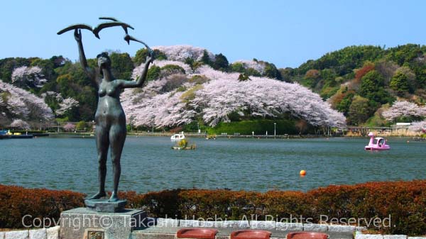 蓮華寺池公園 --- 藤枝市観光ガイド『駿河湾☆百景』