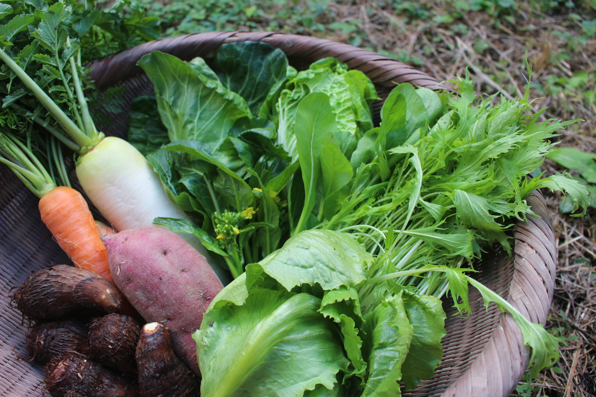 ワークショップ】菌ちゃん農法プランターづくり | NPO法人 poco a bocco