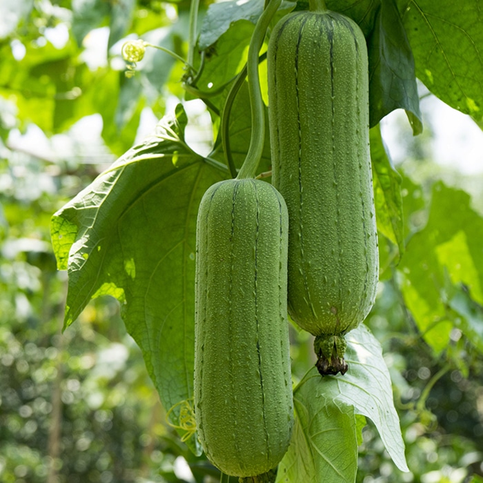 イウゲン シャンプー: 商品詳細 | ポーラ公式 エイジングケアと美白