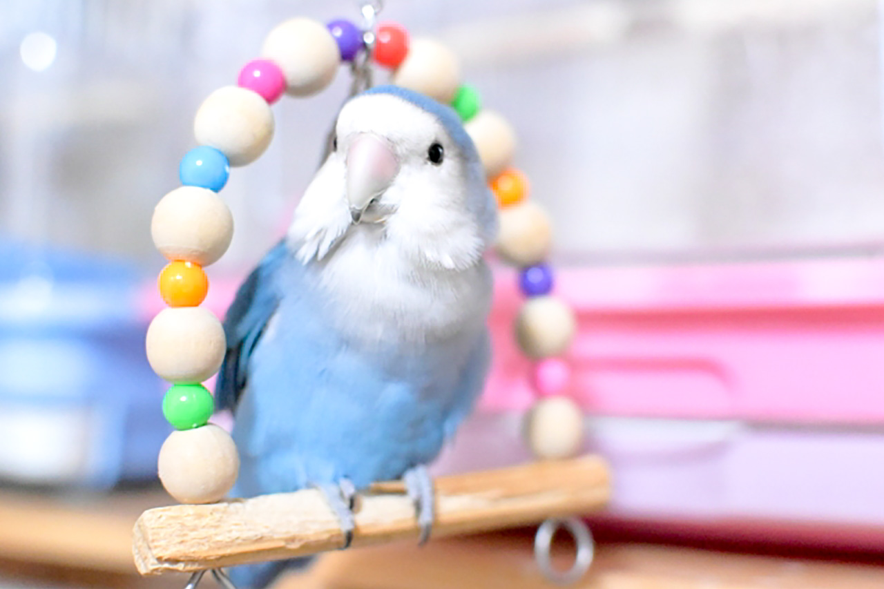 コザクラインコの飼い方・特徴・種類～初心者向け～ | 小動物系の