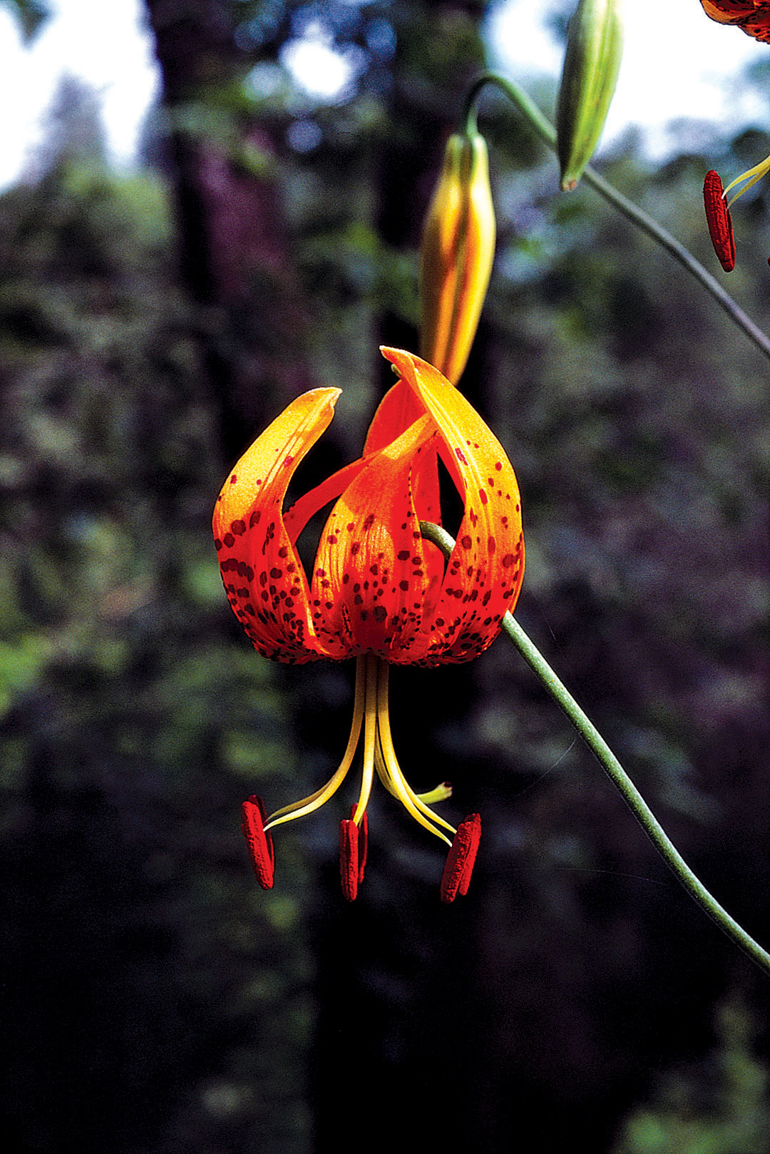 Pacific Horticulture | Burbank's Hybrid West Coast Lilies