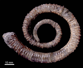 異常巻きアンモナイト3D化石図鑑- ホーム