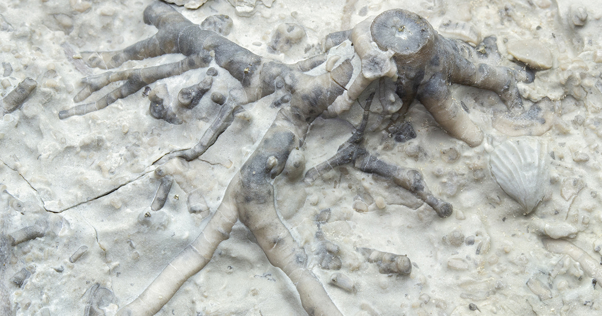 ウミユリの根009｜恐竜・化石グッズの専門店 ふぉっしる