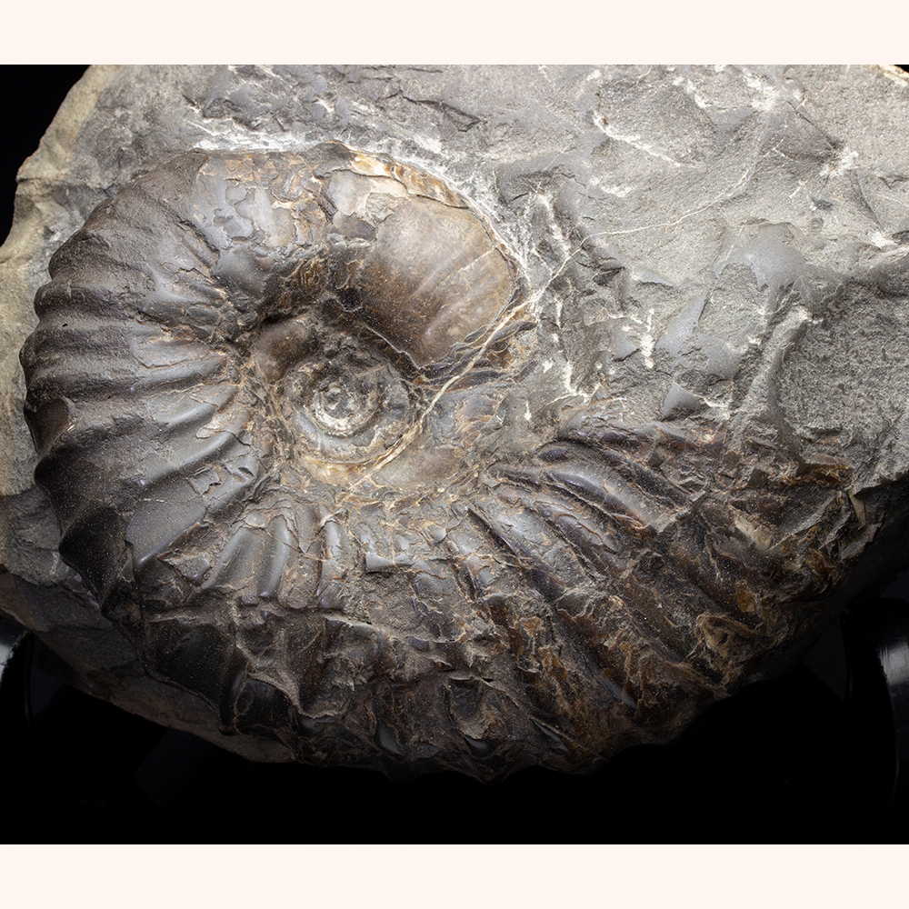 アナゴードリセラス001｜恐竜・化石グッズの専門店 ふぉっしる