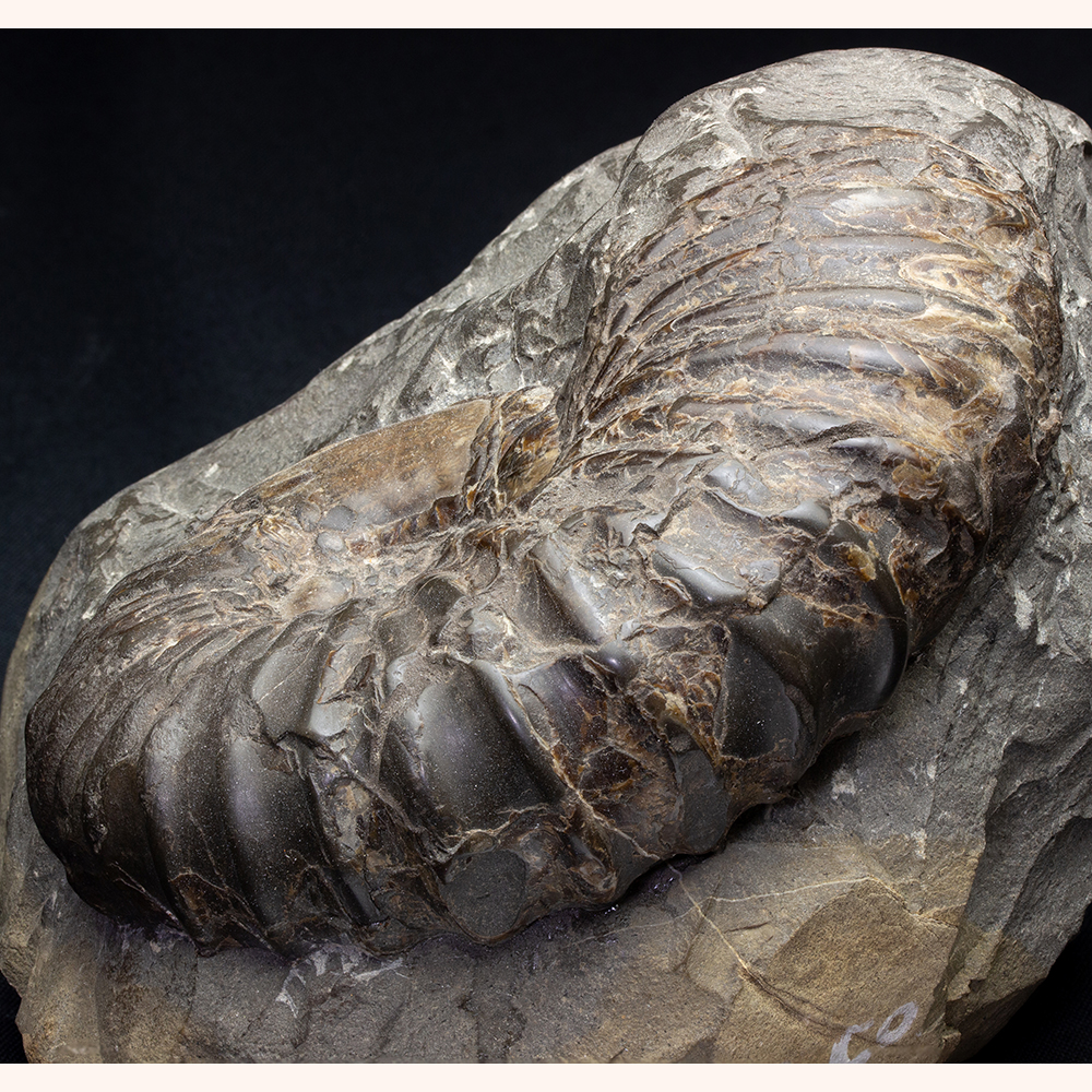 アナゴードリセラス001｜恐竜・化石グッズの専門店 ふぉっしる