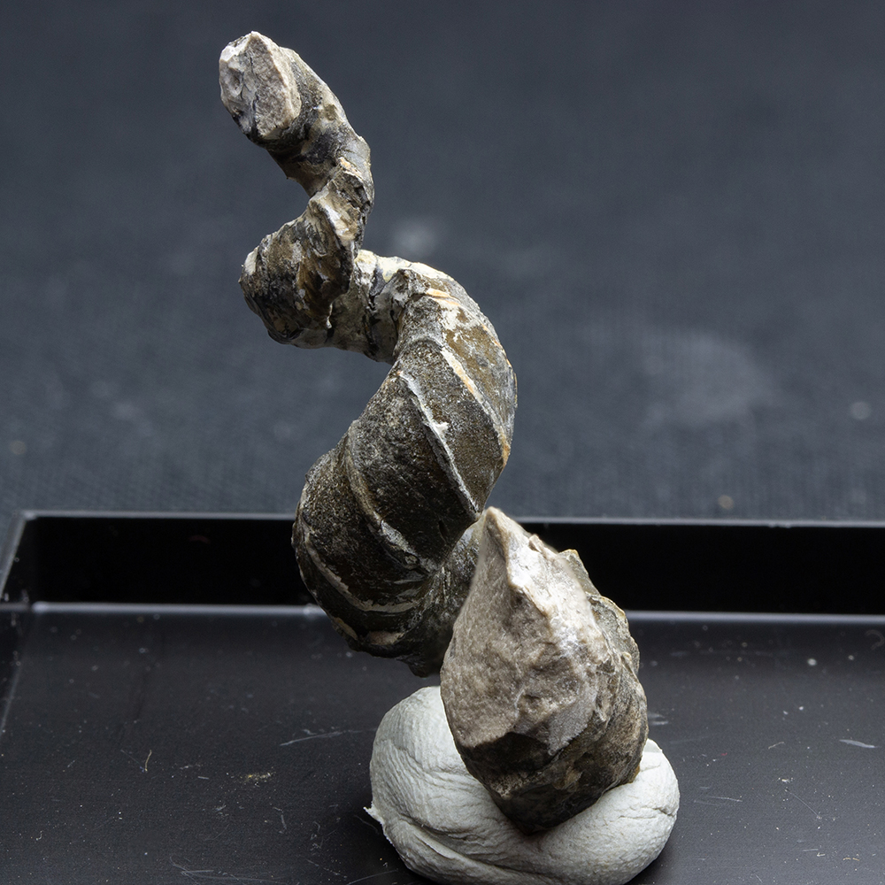 ハイファントセラス004｜恐竜・化石グッズの専門店 ふぉっしる