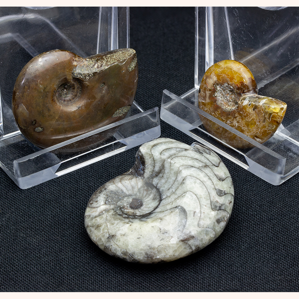 オウムガイの殻 3個セット 【公式通販】