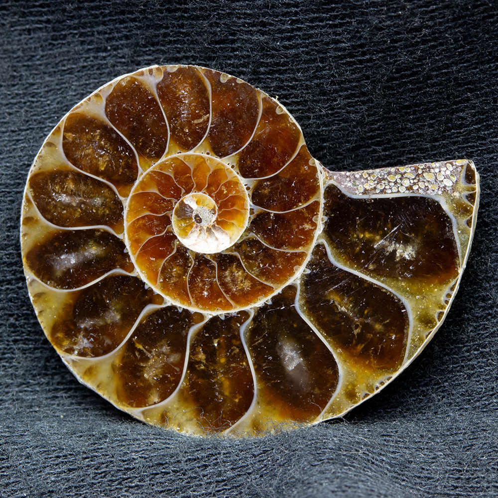 アンモナイト3個セット014｜恐竜・化石グッズの専門店 ふぉっしる