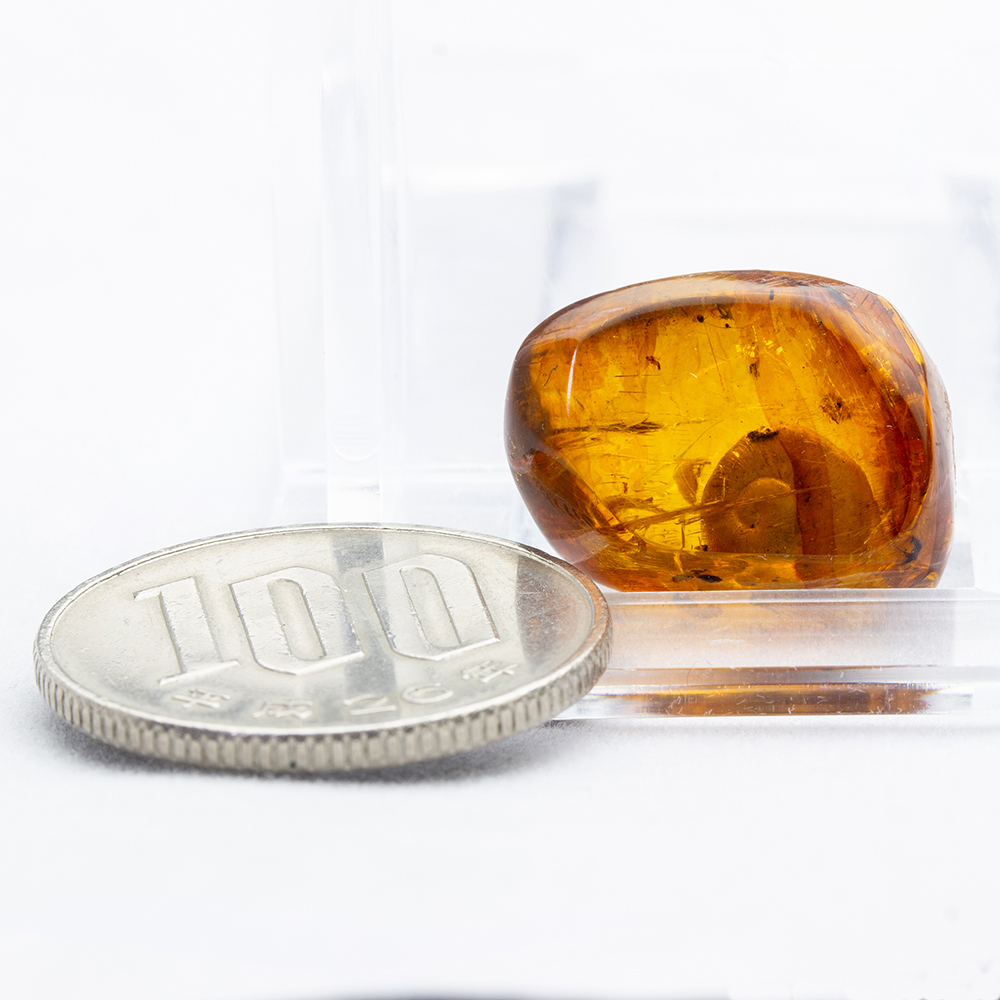 琥珀075｜恐竜・化石グッズの専門店 ふぉっしる