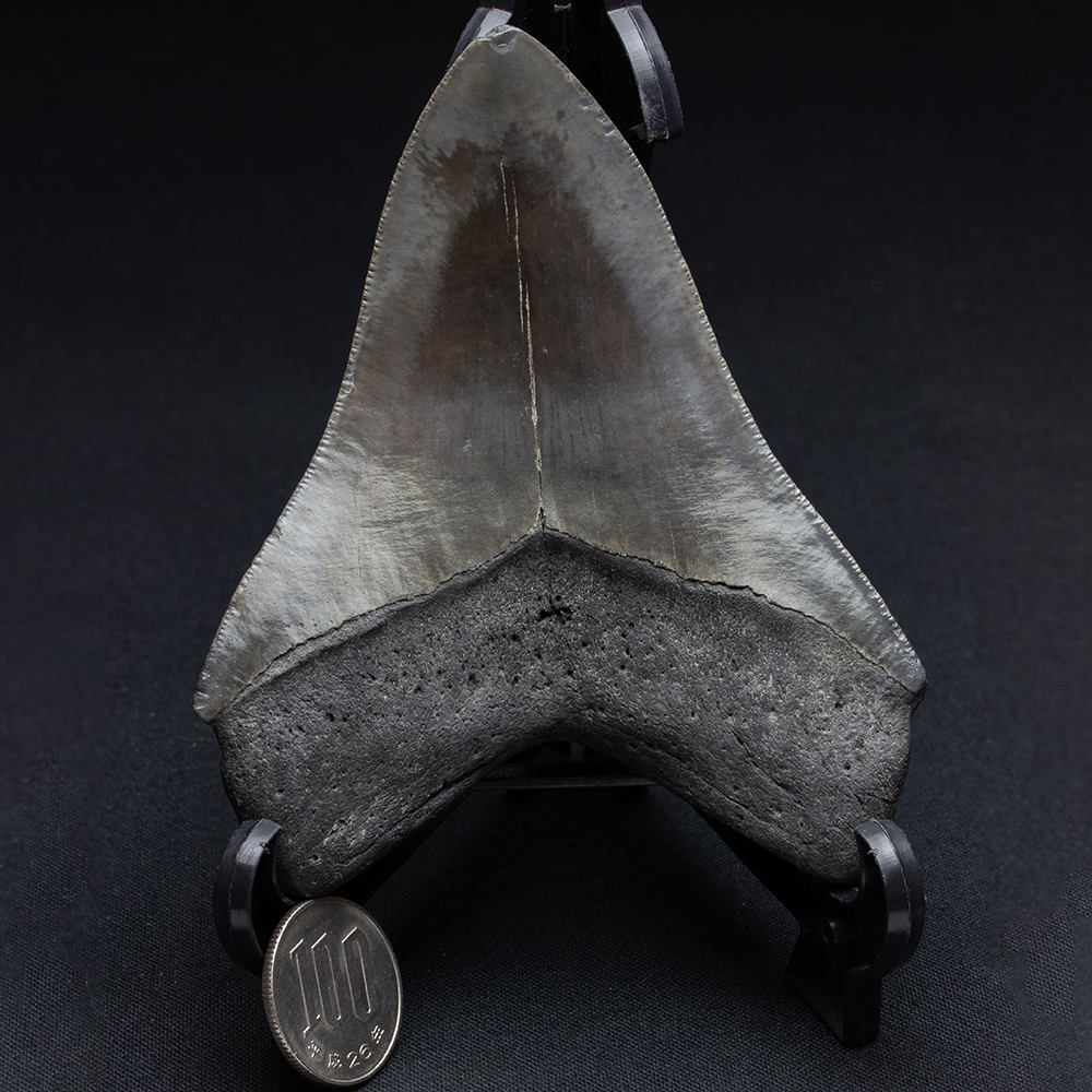 メガロドンの歯028｜恐竜・化石グッズの専門店 ふぉっしる