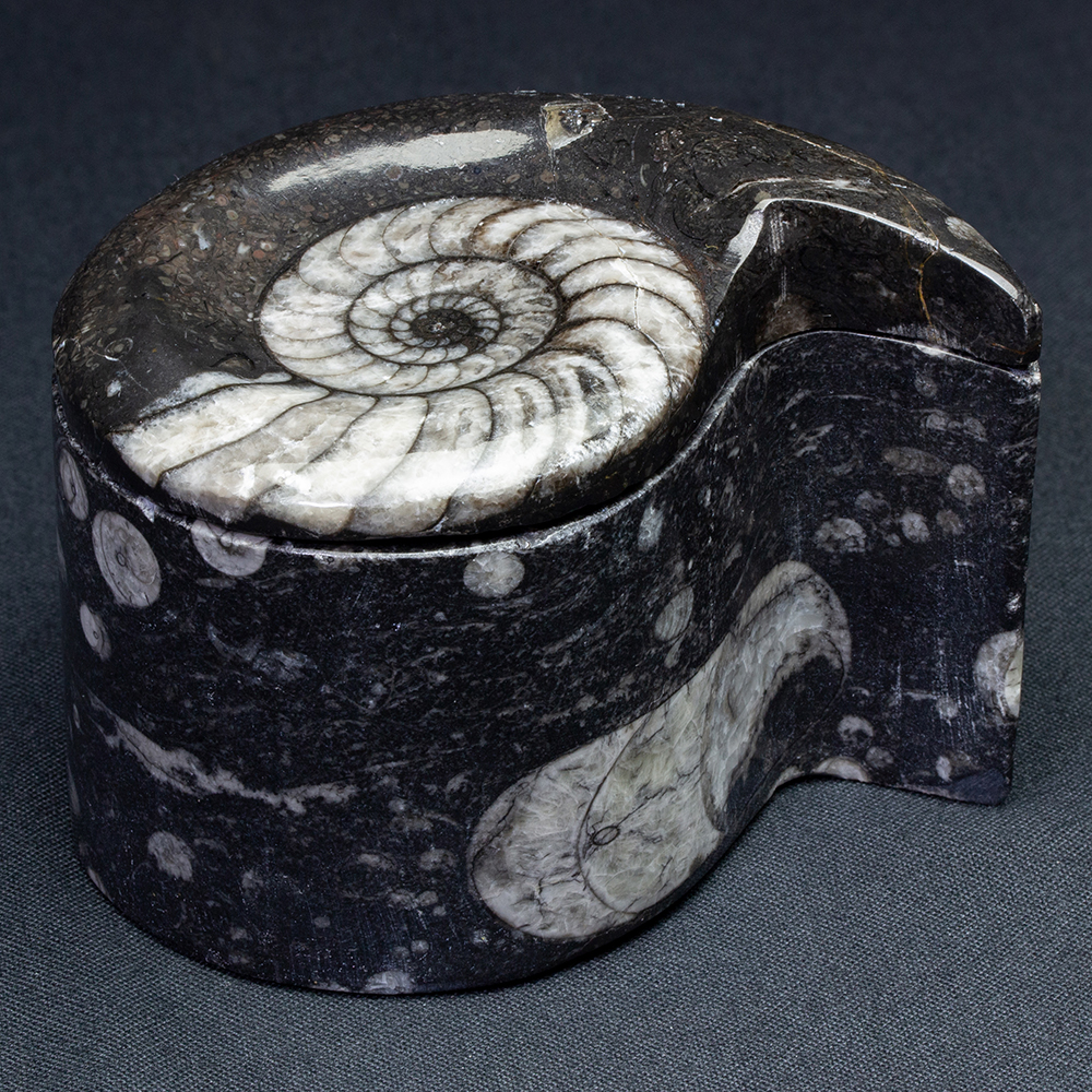 アンモナイト小箱008｜恐竜・化石グッズの専門店 ふぉっしる