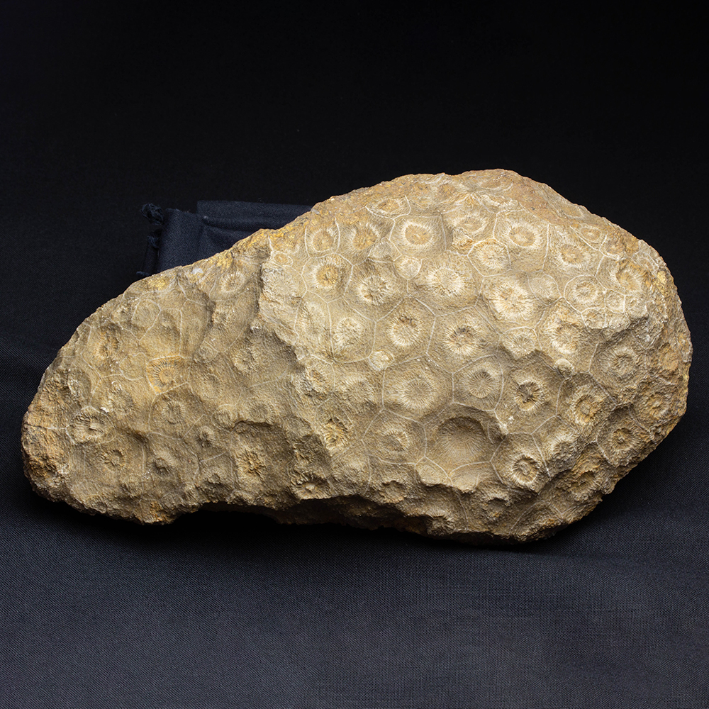 四放サンゴ031｜恐竜・化石グッズの専門店 ふぉっしる