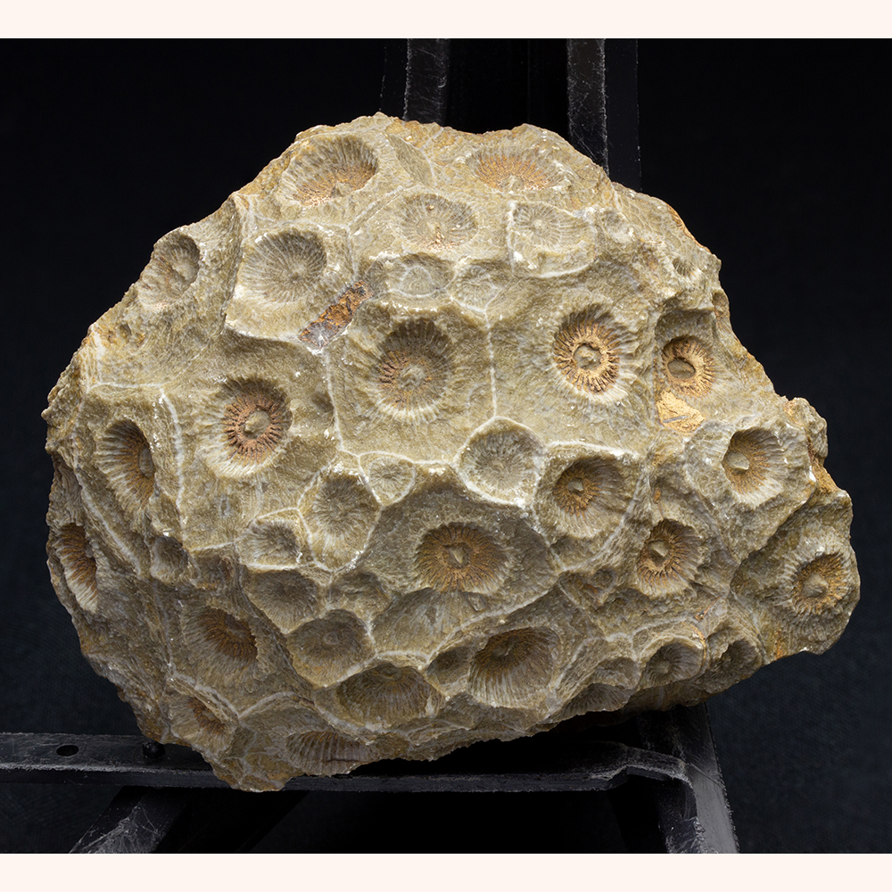 四放サンゴ051｜恐竜・化石グッズの専門店 ふぉっしる