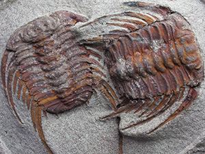 モロッコ産三葉虫｜恐竜・化石グッズの専門店 ふぉっしる