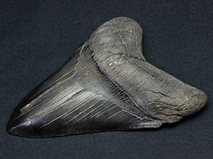 歯化石｜恐竜・化石グッズの専門店 ふぉっしる